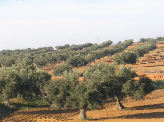 <끝이 보이지 않는 튀니지 올리브숲>